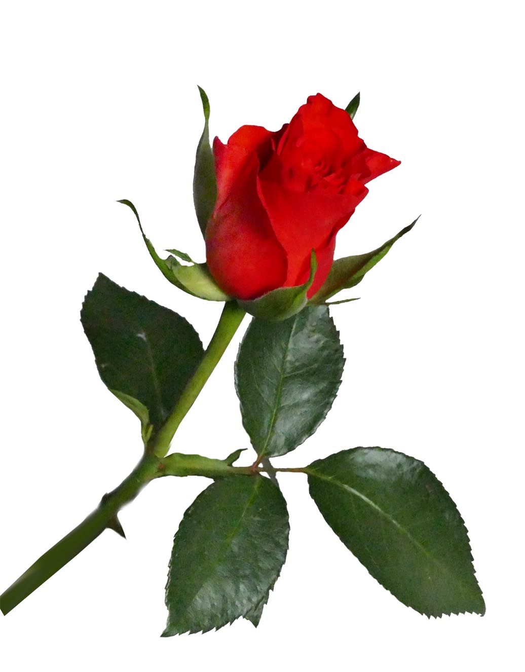 W rose